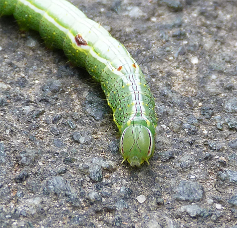 A closer look at the head and thorax.