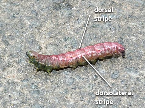 Is this a variable oak leaf prominent, or not a prominent at all?