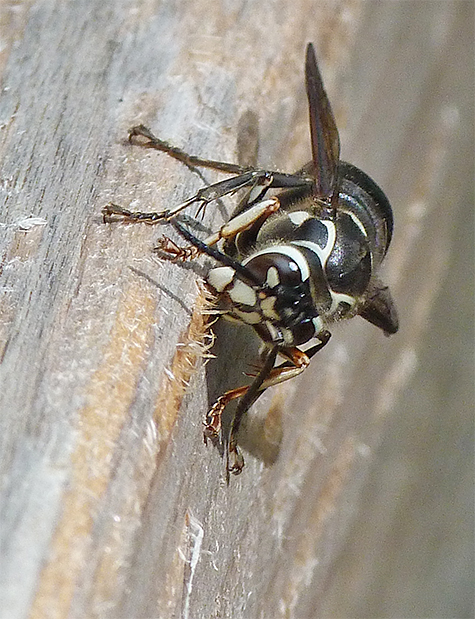 Bald-faced hornet collecting wood from our boardwalk railing.