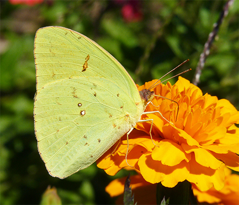 The adult cloudless sulphur.