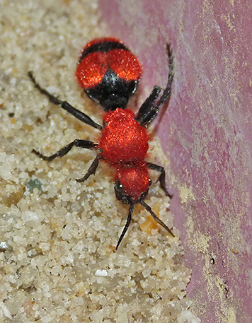 Crawling along the edge of the tub.
