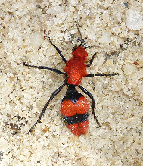 Cow killer, scurrying.