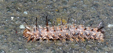 Mystery caterpillar.