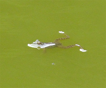 Frog being eyed by heron.