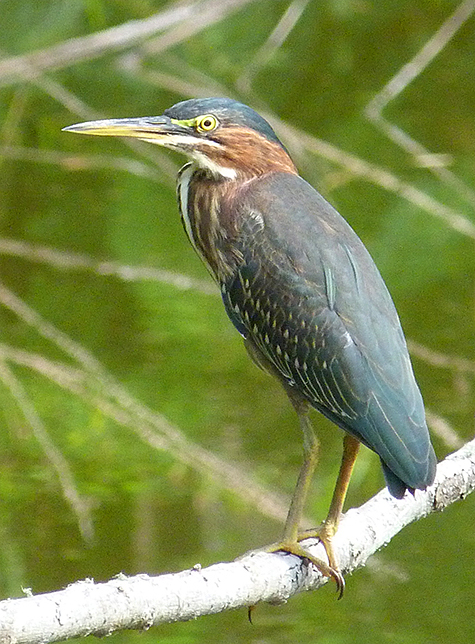 Green Heron.