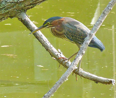 A very cooperative bird.