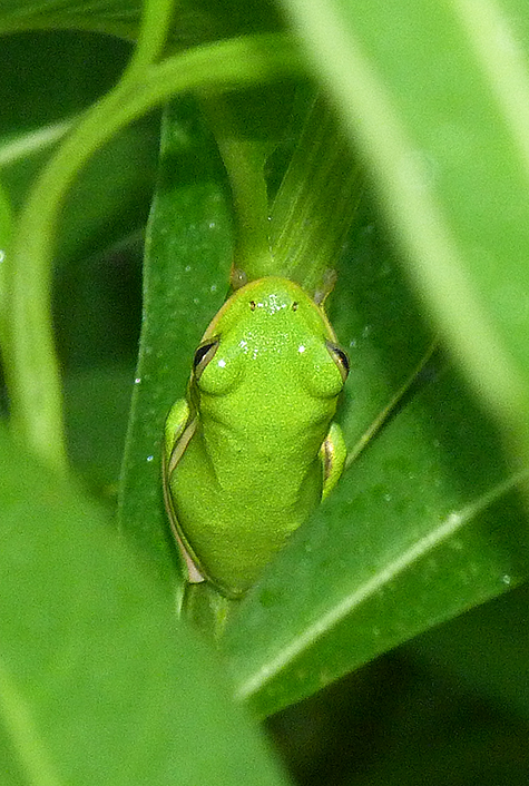 The green treefrog.