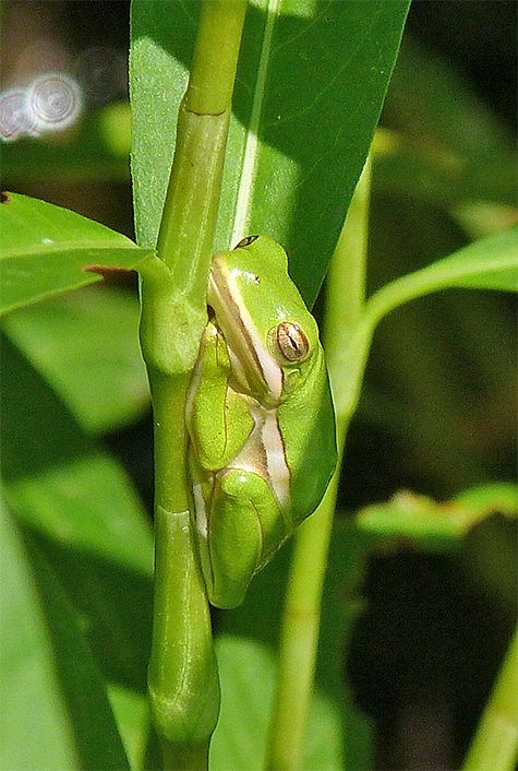 Same tree frog (I assume), different day.