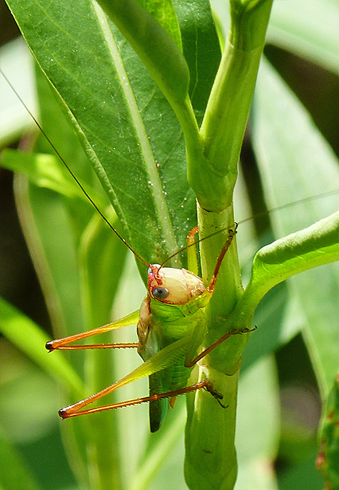Handsome meadow katydid (Orchelimum pulchellum).