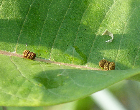 Frass on a milkweed leaf.
