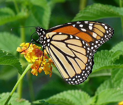 Monarch butterfly.