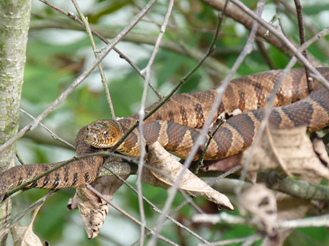 Northern water snake out on a limb.
