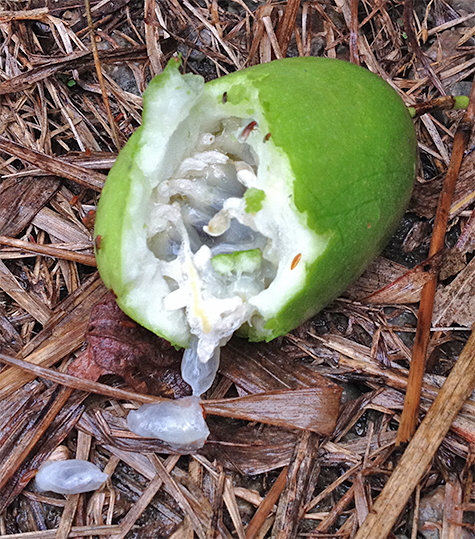Partially consumed passion fruit.