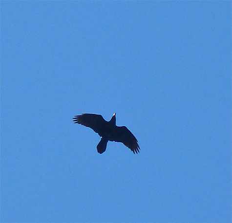 Soaring off to the southeast.
