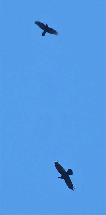 Two common ravens above the Wetlands.