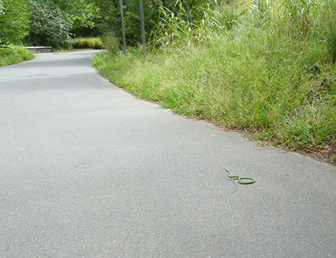 The snake after having been tripped over by a mourning dove.