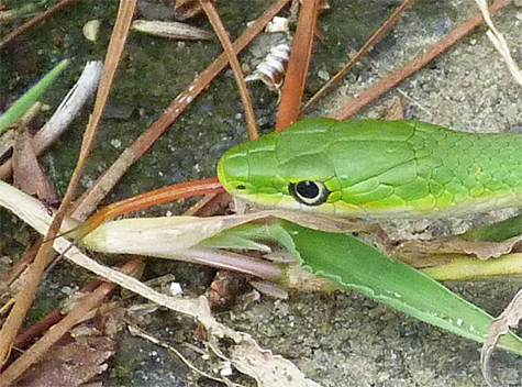 You can see the snakes tongue "tasting" the air as it entered the grass.