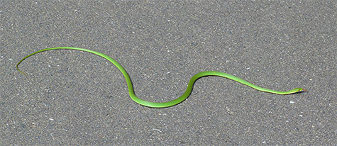 The snake finally crossed the path.