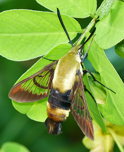 Snowberry clearwing (Hemaris diffinis).