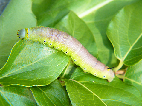 Snowberry clearwing caterpillar (Hemaris diffinis).