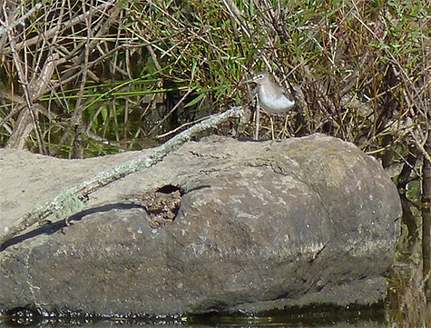 Solitary sandpiper resting on a boulder often used as a perch by our resident great blue heron (9/8/15).