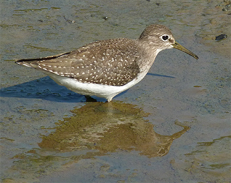 Solitary sandpiper (9/1/11).