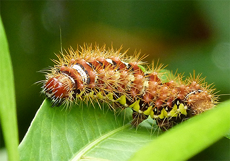 Smartweed caterpillar, or smeared dagger (Acronicta oblinita).