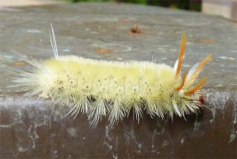 A healthy sycamore tussock moth caterpillar.