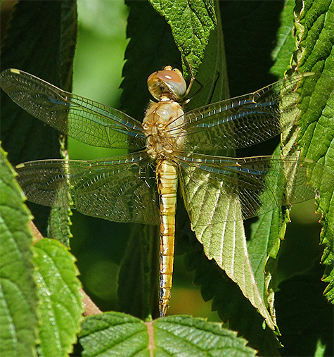 Wandering glider on viburnum leaf.