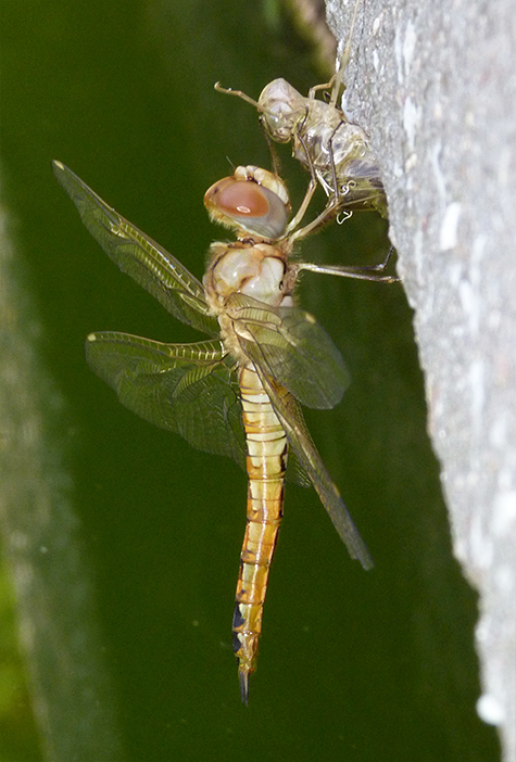 Wandering glider next to its exuvia.