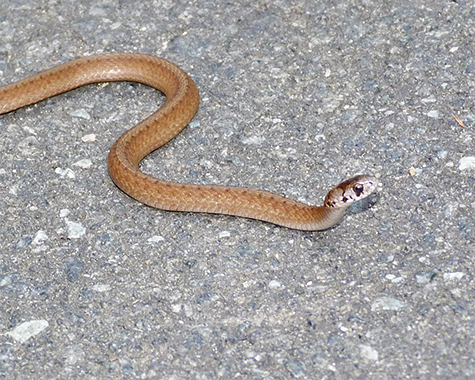 A young northern brown snake makes it way across the path in Explore the Wild.