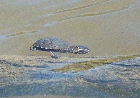 Juvenile musk turtle swimming up to floating tree branch.