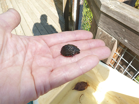 A young eastern musk turtle in hand. This turtle is no more than a week old.