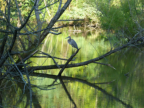 Great blue heron at the end of the day.