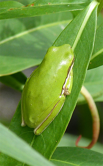 Typical green tree frog.