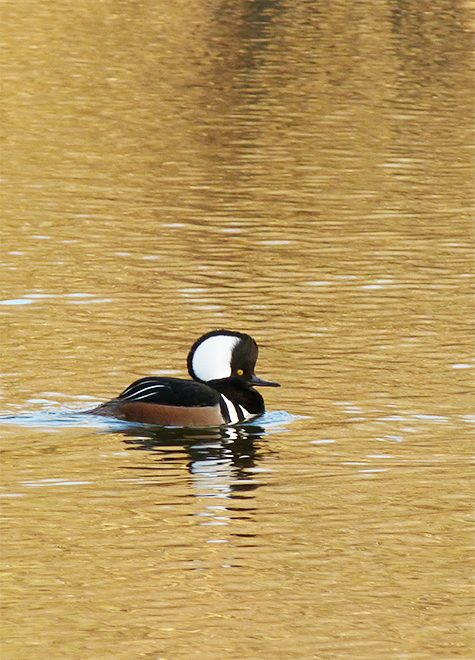 Male hooded merganser.