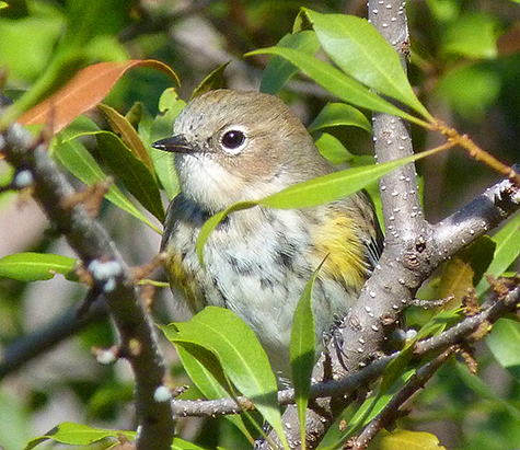 Yellow-rumped warbler peeking out from, what else, a wax myrtle.