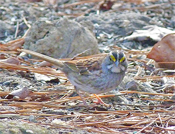 White-throated sparrow.