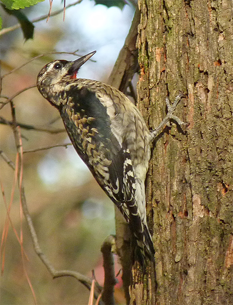 Yellow-bellied sapsucker.