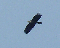 This bald eagle flew over our airspace on October 31, just before noon.