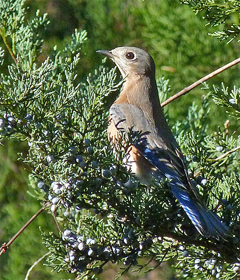 female bluebird has a look around before grabbing a juniper berry from this cedar in Explore the Wild.
