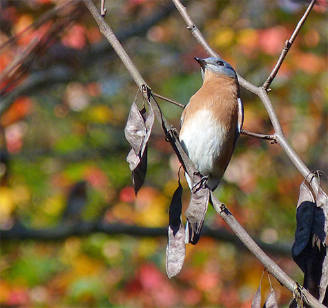 There's a good chance this male bluebird will deposit the undigested seeds from cedar berries directly below its perch.