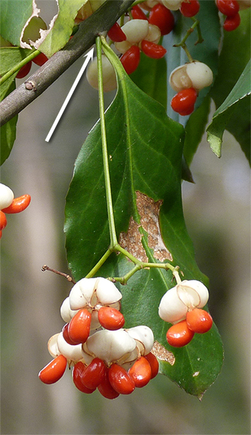 Arrow points to axil and base of fruit stalk.