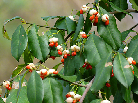 The fruit of the vine.