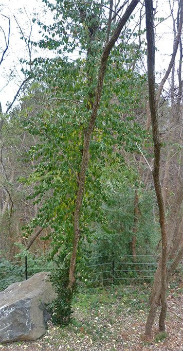 The vine taking over a locust in Into the Mist.