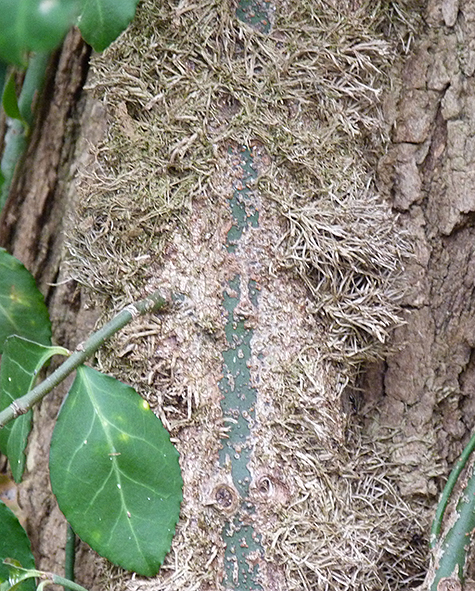 The vine clinging to the bark of the locust tree.