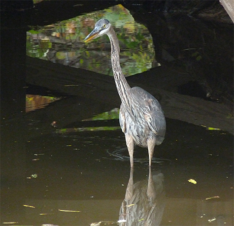 Our resident great blue heron likes to fish under the boards.