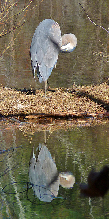 Great blue heron preens on island just of boardwalk in Explore the Wild.