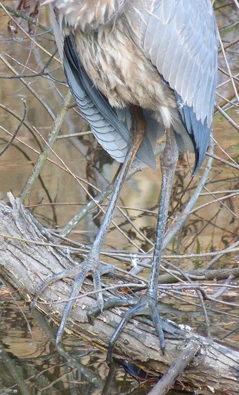 The long legs and feet of a great blue heron.