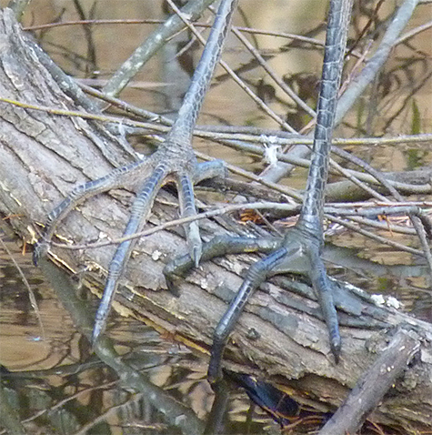 Closer look at the toes.
